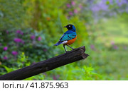 East African songbird of the starling family Superb Starling (Spreo superbus) (2022 год). Стоковое фото, фотограф Алексей Кузнецов / Фотобанк Лори