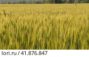 Two-rowed barley or Hordeum distichon growing in the field. Стоковое фото, фотограф VittoriaChe / Фотобанк Лори
