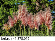 Pink Pampas Grass also called Cortaderia selloana. Bush with fluffy soft panicle. Стоковое фото, фотограф Константин Григорьев / Фотобанк Лори