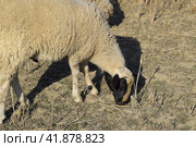 Goats and sheep small horned scones on pasture. Стоковое фото, фотограф Леонид Еремейчук / Фотобанк Лори
