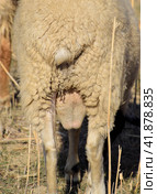 White ram with big testicles, ram maker. Стоковое фото, фотограф Леонид Еремейчук / Фотобанк Лори