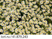 Chamomile flowers. Pharmaceutical camomile. Medicinal plant chamomile, flowering. Стоковое фото, фотограф Леонид Еремейчук / Фотобанк Лори