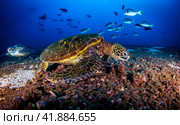 Green sea turtle (Chelonia mydas) swimming in tropical underwaters. Стоковое фото, фотограф Aleksandr Golubev / Фотобанк Лори