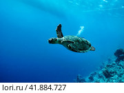 Green sea Turtle (Testudines) mammal swimming in tropical underwaters. Turtles in underwater wild animal world. Observation of wildlife ocean. Scuba diving adventure in Ecuador coast. Copy text space. Стоковое фото, фотограф Aleksandr Golubev / Фотобанк Лори