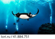 Manta Mobula (Mobulidae) cartilaginous fish swimming in tropical underwaters. Manta in underwater wild animal world. Observation of wildlife ocean. Scuba diving adventure in Ecuador coast. Стоковое фото, фотограф Aleksandr Golubev / Фотобанк Лори