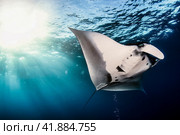 Manta Ray (Batomorphi) cartilaginous fish swimming in tropical underwaters. Manta in underwater wild animal world. Observation of wildlife ocean. Scuba diving adventure in Ecuador coast. Copy space. Стоковое фото, фотограф Aleksandr Golubev / Фотобанк Лори