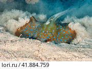 Blue spotted stingray (Myliobatoidei) cartilaginous fish on sandy bottom in tropical underwaters. Skate in underwater wild animal world. Observation of wildlife ocean. Scuba diving. Стоковое фото, фотограф Aleksandr Golubev / Фотобанк Лори
