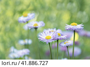 Spring meadow. Camomile. Flowers. Spring Background. Стоковое фото, фотограф Филатова Ирина / Фотобанк Лори