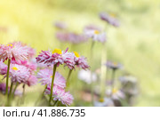 Daisies in a meadow on a sunny day. Spring, summer background. Meadow flowers. Стоковое фото, фотограф Филатова Ирина / Фотобанк Лори