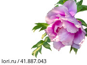 Spring, summer background. Tree peony flower close-up. Isolated on white background. Стоковое фото, фотограф Филатова Ирина / Фотобанк Лори