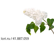 A branch of blooming Persian lilac. Izolate on white background. Стоковое фото, фотограф Филатова Ирина / Фотобанк Лори