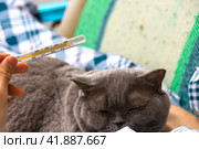 A man strokes a domestic gray cat lying in bed and checks his temperature on a thermometer. The concept of home treatment. Close-up. Стоковое фото, фотограф Ярославский Максим / Фотобанк Лори