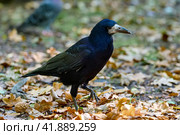 Carrion crow (Corvus corone) black bird perched on branch and looking at camera. Стоковое фото, фотограф Владимир Глинский / Фотобанк Лори