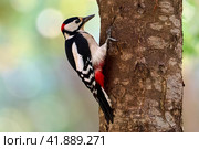 Spotted Woodpecker. Стоковое фото, фотограф Владимир Глинский / Фотобанк Лори