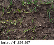 A row of young spring shoots of green onions in the garden top view. Стоковое фото, фотограф Александр Кротков / Фотобанк Лори