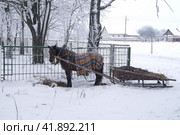 Зима в деревне. Лошадь с санями ждет хозяина. Стоковое фото, фотограф Дмитрий Сакретарев / Фотобанк Лори