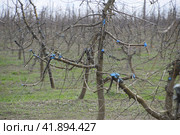Apple trees in the garden, pruning apple trees. Стоковое фото, фотограф Леонид Еремейчук / Фотобанк Лори