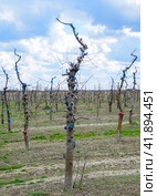 Apple trees in the garden, pruning apple trees. Стоковое фото, фотограф Леонид Еремейчук / Фотобанк Лори