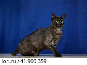 Kitten Egyptian mau portrait closeup at home. Стоковое фото, фотограф Аксенова Вера / Фотобанк Лори