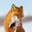Funny red fox licks his paw with his tongue. A beautiful wild animal in its natural habitat on the tundra in the Arctic. Wildlife of Chukotka and Siberia. Far North of Russia. Red fox (Vulpes vulpes). Стоковое фото, фотограф Андрей Степанов / Фотобанк Лори