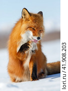 Funny red fox licks his paw with his tongue. A beautiful wild animal in its natural habitat on the tundra in the Arctic. Wildlife of Chukotka and Siberia. Far North of Russia. Red fox (Vulpes vulpes). Стоковое фото, фотограф Андрей Степанов / Фотобанк Лори