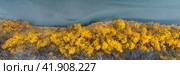Top view of the river bank and yellow crowns of trees. Autumn aerial photograph of a forest river. Fall season. Beautiful panoramic landscape. Wonderful nature. Natural background. Great for design. Стоковое фото, фотограф Андрей Степанов / Фотобанк Лори