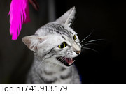 Kitten Egyptian mau portrait closeup at home. Стоковое фото, фотограф Аксенова Вера / Фотобанк Лори
