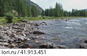 Video of Altai river Bashkaus. On the river banks there is siberian larch taiga forest. Стоковое видео, видеограф Сергей Пристяжнюк (Serg Zastavkin) / Фотобанк Лори