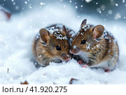 Snowstorm, two mice snuggling together and almost covered in snow, ,Generative AI. Стоковое AI-изображение, AI-художник Анна Кривицкая / Фотобанк Лори