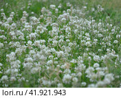 Слегка размытый  фон цветущего лугового ползучего белого клевера (trifolium repens) крупным планом slightly blurry meadow of creeping white clover (trifolium repens) close-up blurred. Стоковое фото, фотограф burnet / Фотобанк Лори