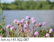 Цветущий бодяк полевой освещенный солнцем на фоне озера у воды blooming cirsium arvense against the backdrop of a pond near the water. Стоковое фото, фотограф burnet / Фотобанк Лори