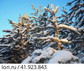 Pine forest in winter during the day in severe frost, Karelia. Snow on the coniferous branches. Frosty sunny weather anticyclone. Scots pine Pinus sylvestris is a plant pine Pinus of Pine Pinaceae. Стоковое фото, фотограф Юлия Петровская / Фотобанк Лори
