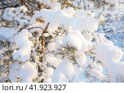 Pine forest in winter during the day in severe frost, Karelia. Snow on the coniferous branches. Frosty sunny weather anticyclone. Scots pine Pinus sylvestris is a plant pine Pinus of Pine Pinaceae. Стоковое фото, фотограф Юлия Петровская / Фотобанк Лори