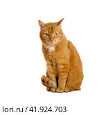 Ginger cat isolated on transparent background and looking suspiciously at camera. Domestic animals. Стоковое фото, фотограф Мария Зубарева / Фотобанк Лори