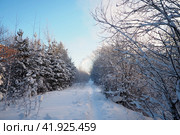 Pine forest in winter during the day in severe frost, Karelia. Snow on the coniferous branches. Frosty sunny weather anticyclone. Scots pine Pinus sylvestris is a plant pine Pinus of Pine Pinaceae. Стоковое фото, фотограф Юлия Петровская / Фотобанк Лори