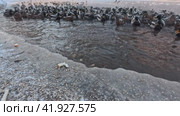 A flock of wild ducks are feeding near the shore Wild birds in winter. Стоковое видео, видеограф Ярославский Максим / Фотобанк Лори