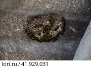 nest of a family of wasps which is taken a close-up. Стоковое фото, фотограф Леонид Еремейчук / Фотобанк Лори