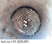 The nest wasps polistov. Vespiary. Стоковое фото, фотограф Леонид Еремейчук / Фотобанк Лори