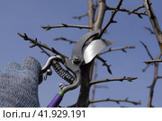 Pruning pear branches pruners. Стоковое фото, фотограф Леонид Еремейчук / Фотобанк Лори