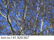 Earrings flowering silver poplar. Flowering poplar. Стоковое фото, фотограф Леонид Еремейчук / Фотобанк Лори