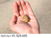 Gallstone in hand, Gall bladder stone. result of gallstones. Calculus of heterogeneous composition. Стоковое фото, фотограф Леонид Еремейчук / Фотобанк Лори