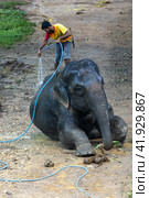 Таиланд. Као-Лак. Погонщик моет слона на ферме. Thailand. Khao-Lak. A mahout washes an elephant on a farm. (2023 год). Редакционное фото, фотограф Алексей Смышляев / Фотобанк Лори