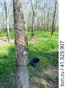 Таиланд. Као-Лак. Добыча каучука на плантации. Thailand. Kao-Lak. Rubber extraction on the plantation. (2023 год). Стоковое фото, фотограф Алексей Смышляев / Фотобанк Лори