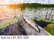Freshwater Northern pike fish know as Esox Lucius on vintage wooden jetty. Стоковое фото, фотограф FotograFF / Фотобанк Лори