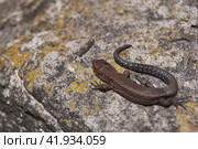 The quick or ordinary lizard (lat. Lacerta agilis) is heated on a warm stone. Стоковое фото, фотограф Андрей Жигальцов / Фотобанк Лори