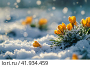 Yellow crocuses in the snow,Generative AI. Стоковое AI-изображение, AI-художник Анна Кривицкая / Фотобанк Лори