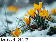 Yellow crocuses in the snow,Generative AI. Стоковое AI-изображение, AI-художник Анна Кривицкая / Фотобанк Лори