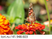 Close-up Of A Butterfly Pollinating A Flower. Colorful butterfly on a flower in the garden, looking at the camera. Стоковое фото, фотограф Александр Кротков / Фотобанк Лори