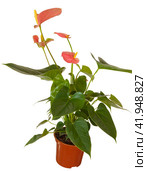 Антуриум изолированно на белом. Антуриум (Anthurium) — род вечнозелёных растений семейства Ароидные, или Аронниковые (Araceae) Стоковое фото, фотограф Олег Хархан / Фотобанк Лори