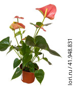 Антуриум изолированно на белом. Антуриум (Anthurium) — род вечнозелёных растений семейства Ароидные, или Аронниковые (Araceae) Стоковое фото, фотограф Олег Хархан / Фотобанк Лори